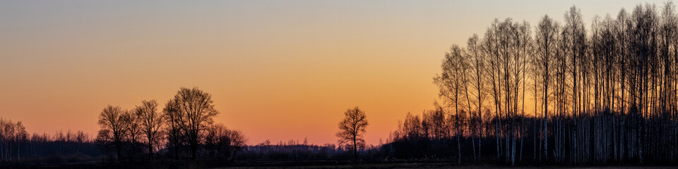 Fototapeta na wymiar Silhouette of a tree in orange peaceful sunset. Backlit tree at sunset panorama 
