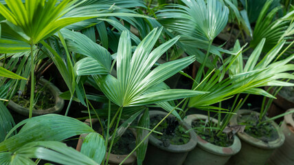 fan palms planted in a clay pots