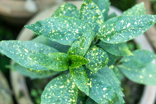 Codiaeum variegatum Gold Dust plant closeup