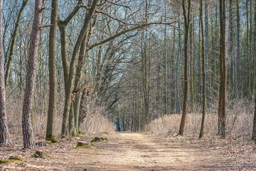 Bright sunny spring day in Kampinos National Park, Warsaw, Poland. Early spring, bare trees and footpath closeup. Selective focus on the details, blurred background.