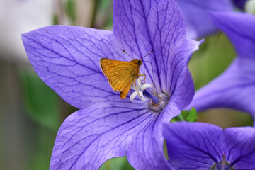 キキョウに止まるアカセセリ