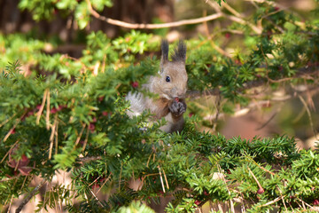 オンコの赤い実を食べる冬のエゾリス