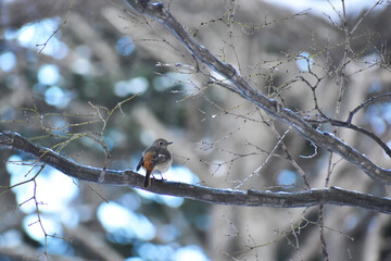 冬のジョウビタキのメス
