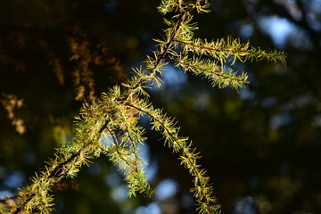 カラマツの紅葉した葉