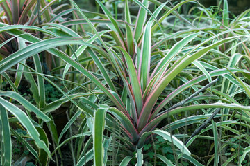 ornamental pineapple plant closeup view