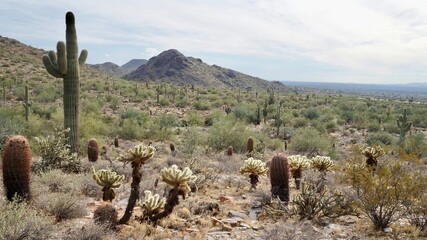 cactus desert landscape