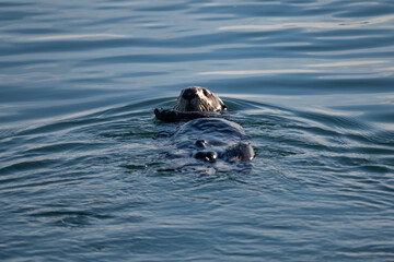 Fototapeta premium A Sea Otter swimming in the ocean