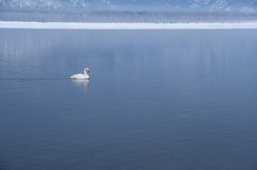 冬の穏やかな湖の一羽の白鳥。北海道の屈斜路湖で。