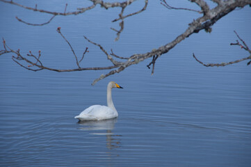 穏やかな冬の湖の湖畔の木と一羽の白鳥。北海道の屈斜路湖で。