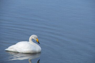 穏やかな水面の湖の一羽の白鳥。日本の北海道の屈斜路湖で。