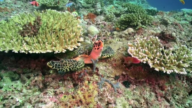 Underwater Colorful Tropical Fishes. Tropical underwater sea fishes. Underwater fish reef marine. Tropical colorful seascape. Underwater reef. Reef coral scene. Coral garden seascape.