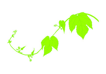 A blooming branch of hops. A hand drawn picture.