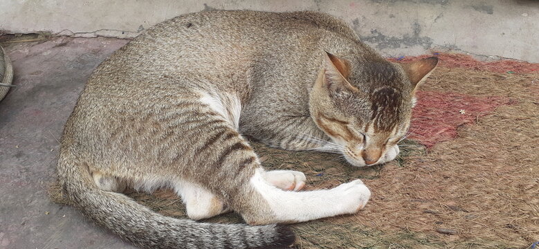 Most Cute Indian Domestic Cat Sleeping on the Mat.