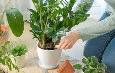 Woman transplants indoor flowers into new pots.Care and care of freshness in the house. Green house concept