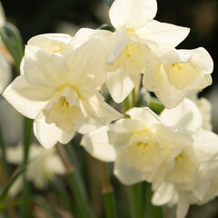 Beautiful, all-white daffodils in the sun. Delicate spring card. Background, texture