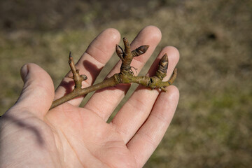 Close-up of an apple tree branch with shoots and buds on a gardener's palm