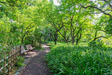 Fototapeta premium 新緑 爽やか 植物 木 公園 皇居 日本庭園 