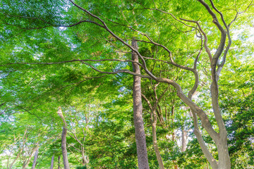 Naklejka premium 新緑 爽やか 植物 木 公園 皇居 日本庭園 