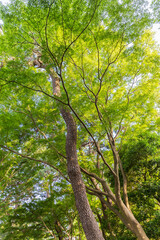 Fototapeta premium 新緑 爽やか 植物 木 公園 皇居 日本庭園 