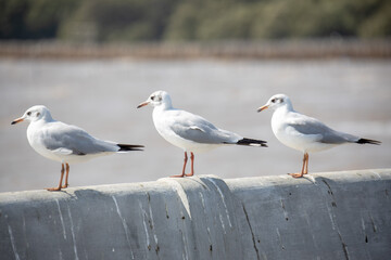 seagulls on the pier in Thailand.