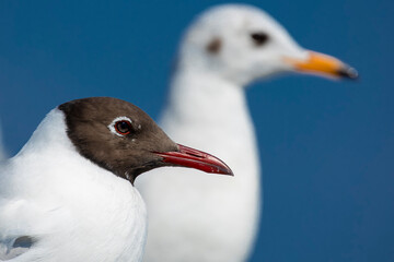close up of a seagull in Thailand
