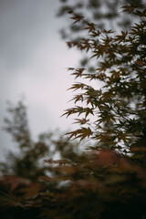 autumn in the forest