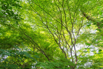 新緑　爽やか　植物　木　公園　皇居　日本庭園　