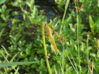 Closeup picture of dragonfly in the field