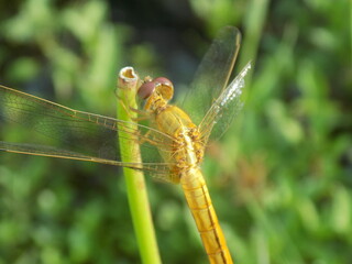Closeup picture of dragonfly in the field