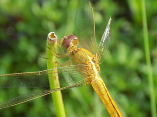 Closeup picture of dragonfly in the field