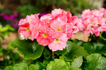 Pink pelargonium (geranium).
 This is one of the most common and favorite indoor and balcony plants, often incorrectly called geranium.