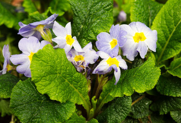 Lilac primrose.
 They bloom in early spring, one of the first, sometimes even before the snow...