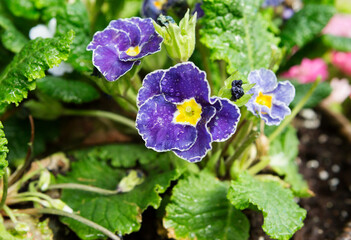 Purple primrose .
 They bloom in early spring, one of the first, sometimes even before the snow...