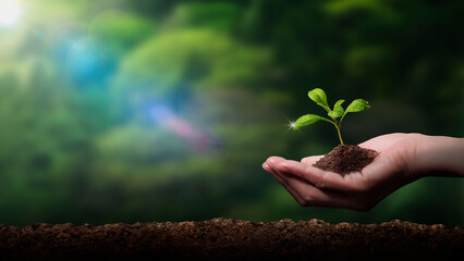 新芽の苗を植えている手。植樹、緑化、環境問題のコンセプト - obrazy, fototapety, plakaty