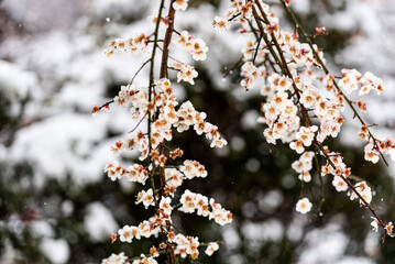 梅の花　雪が降る