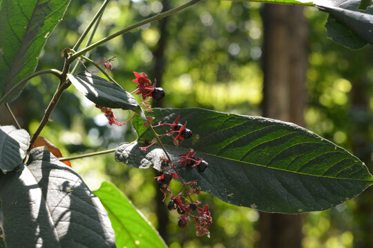 Seeds covered with fleshy, red seed coat with big leaves.