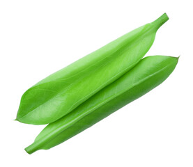 Close up of a leaf, lit from behind to show detail, Leaf Macro