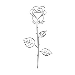 Linear drawing of a rose with leaves, Graphic drawing of a rose flower. Isolated on white background. Vector illustration