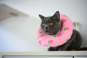 Black cat wearing a collar made of cloth. pink with fruit pattern To prevent licking, cat is resting, poor sick cat is bored wearing a collar on its neck, British Shorthair blue with orange eyes.