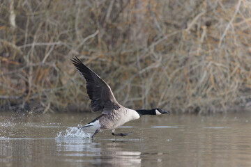 Fototapeta premium Canada goose landing or taking off on a pond in early morning