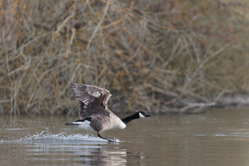 Canada goose landing or taking off on a pond in early morning