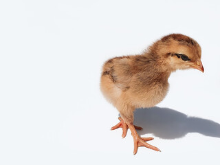 Brown chicken chick, small hen, two weeks old. Small brown chicken with shadow isolated on white background with copy space.