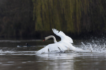 Mute Swan Cygnus olor taking off from a pond in the early morning