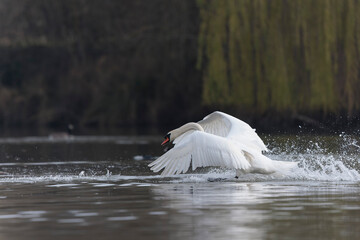Mute Swan Cygnus olor taking off from a pond in the early morning