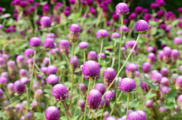 千日紅(千日草)の花