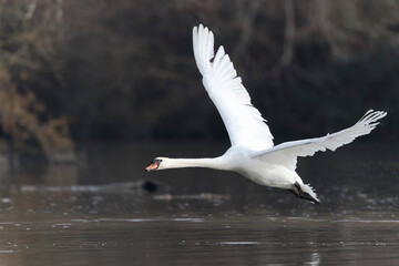Fototapeta premium Mute Swan Cygnus olor taking off from a pond in the early morning