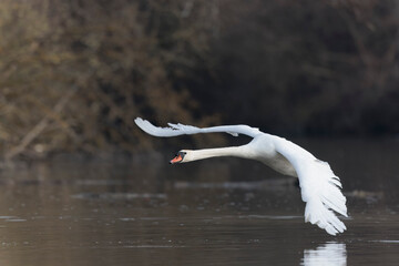 Mute Swan Cygnus olor taking off from a pond in the early morning