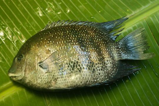 Fresh karimeen Green chromide on banana leaves stock images