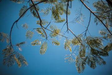 Branches of tree against blue sky