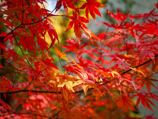 red maple leaves in autumn
